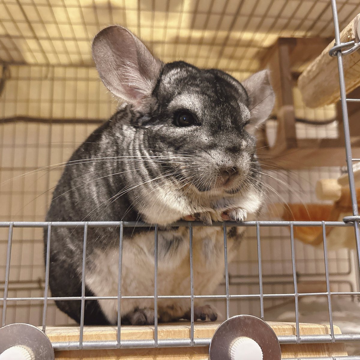 きなこもこ (@moco_kinaco) / Posts / X