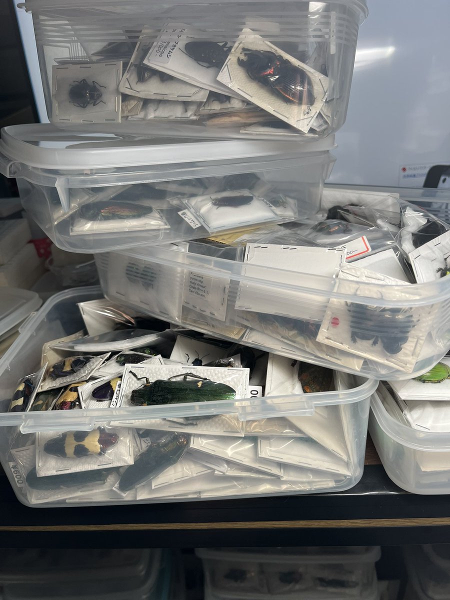 たかみページ chikaページ Chika Takami/Gallery | Paper Shin a.k.a Keroro Gunsou Wiki