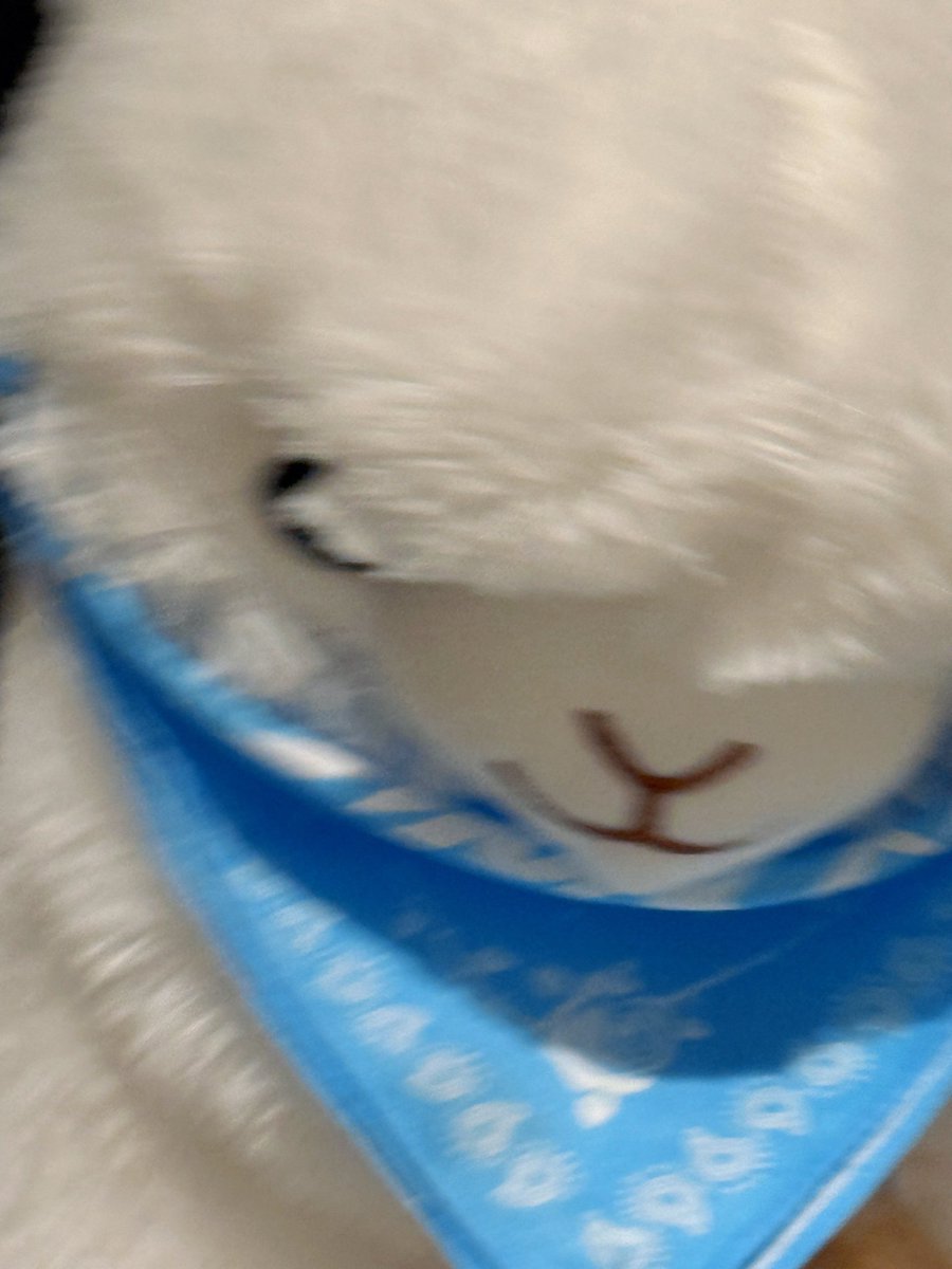 hamslighting's tweet image. 알파카 인형 사진만 잔뜩 올리는 게 진짜 애햄이 같음ㅋㅋㅋㅋㅋ 한빈이 월투 수고 많아쪄 얼른 고홈!!