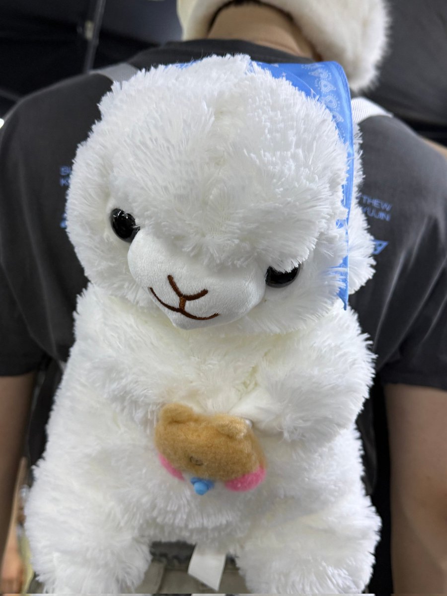 hamslighting's tweet image. 알파카 인형 사진만 잔뜩 올리는 게 진짜 애햄이 같음ㅋㅋㅋㅋㅋ 한빈이 월투 수고 많아쪄 얼른 고홈!!