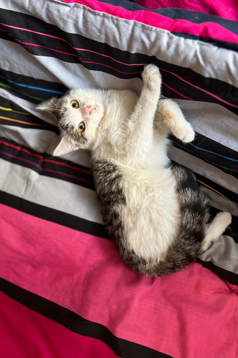 من هنوز نتونستم بقچه رو واگذار کنم
این بچه خیلی مهربون و شیرینه 
خودم بیش از این نمی‌تونم سرپرستی کنم وگرنه خودم نگهش میداشتم و از طرفی این بچه هم برای رهاسازی کوچیکه
۶ ماهه ماده
انگل‌تراپی شده
09198710748
#واگذاری 
#ريتوييت_لطفا