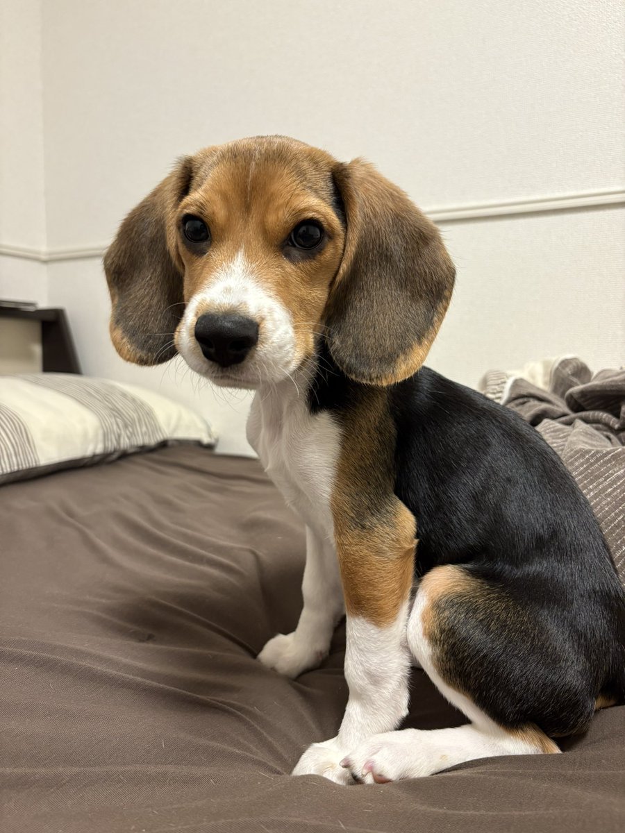 ヤンチャビーグル s-l400.jpg