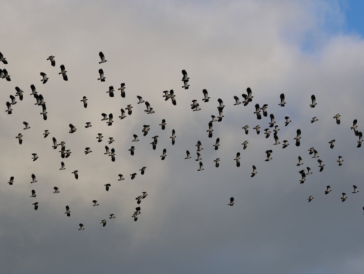 Dr Emma Preece tweet media