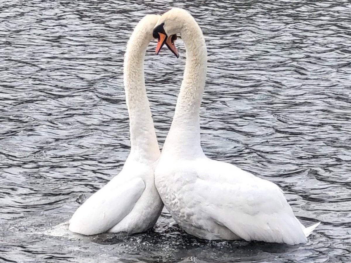 Right place right time, didn’t know that swans have a bit of a dance.