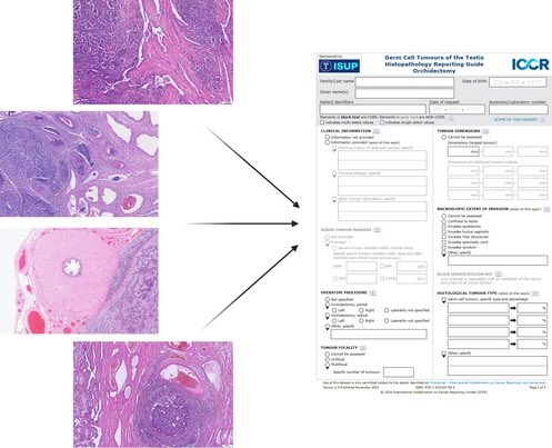 Katrina Collins, MD || Pathologist tweet media