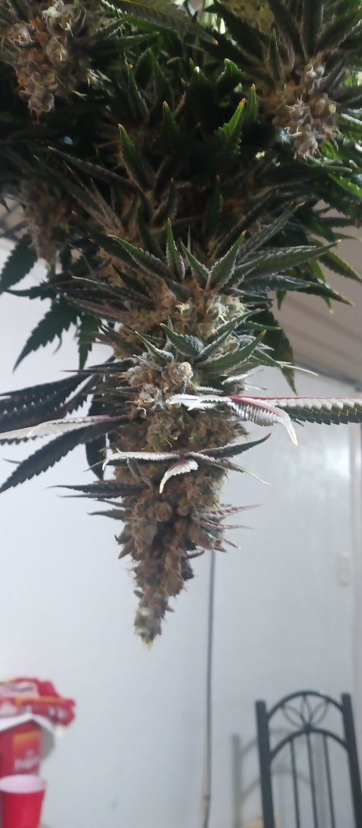 MidGrow's tweet image. Just hanging.. thick as fuck...
Blue Goo 💙💙💙