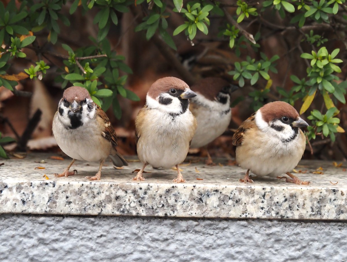 ちゅんちゅん (@chunchu0803) / Posts / X