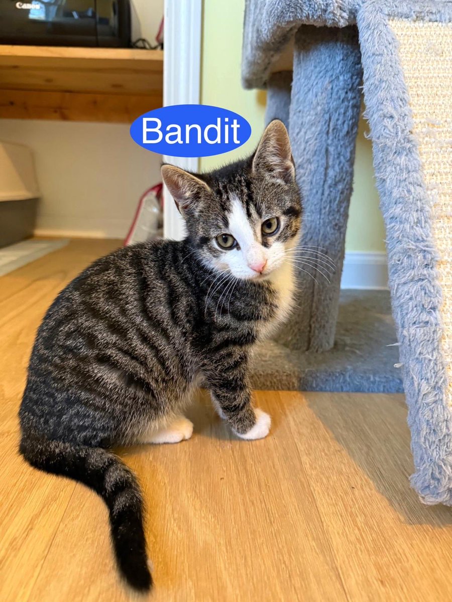 Rescue Ridge tweet media