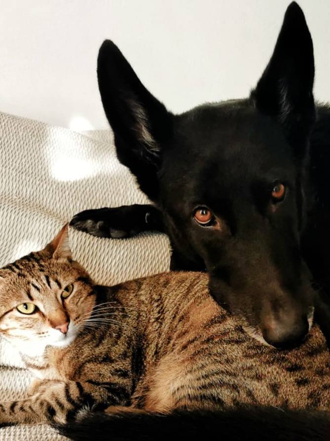 #MALLORCA
#THOR tiene 12 años. Se está muriendo de pena. Ha dejado de comer, no sale de la habitación y pasa el día en una esquina, mutilándose las patas por ansiedad.

Todo empeoró con la llegada de un bebé. El llanto le provoca una ansiedad extrema: se muerde las patas, vomita,