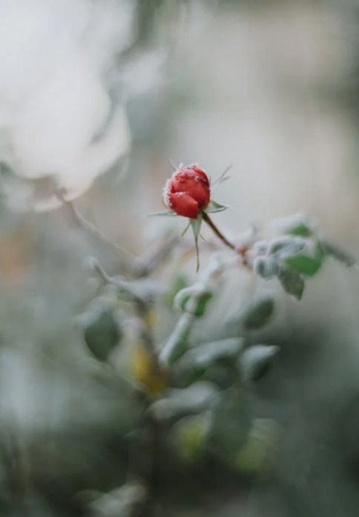 “True love is rare, and it’s the only thing that gives life real meaning.”

- Nicholas Sparks