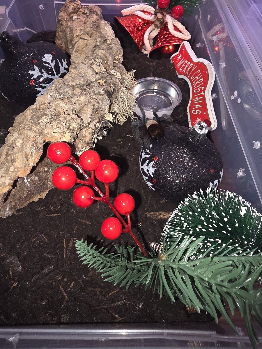 meyer_crandall's tweet photo. #Christmas #tarantula https://t.co/rFPjtB2GQ2