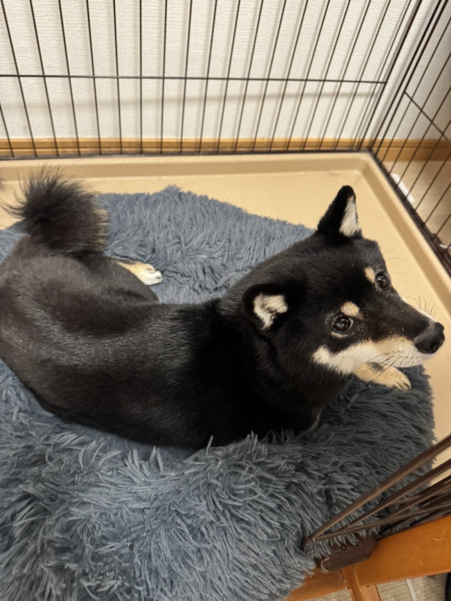 冬用ベッドに交換。
暖かくてフワフワしてるから
気持ち良さそう。😄😄