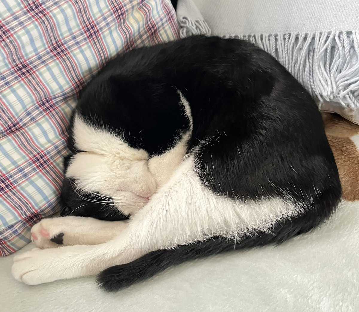 各局、おはようございますにゃ　今週もよろしくお願いしますにゃ😸