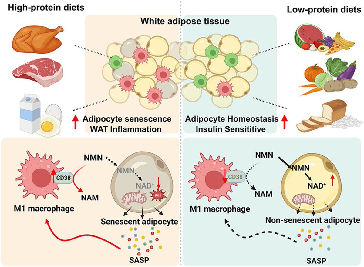 Long-Term High-Protein Diet Intake Accelerates Adipocyte Senescence Through Macrophage CD38-Mediated NAD+ Depletion

"Restoration of NAD+ levels, either via supplementation with NAD+ precursor or pharmacological inhibition of CD38 activity, alleviated the senescence-associated