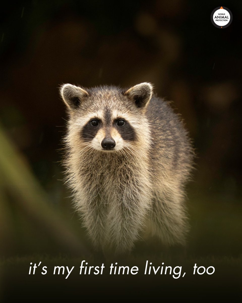 MoveTheWorldUS's tweet image. They're just trying to figure it out, too. Be kind to animals.