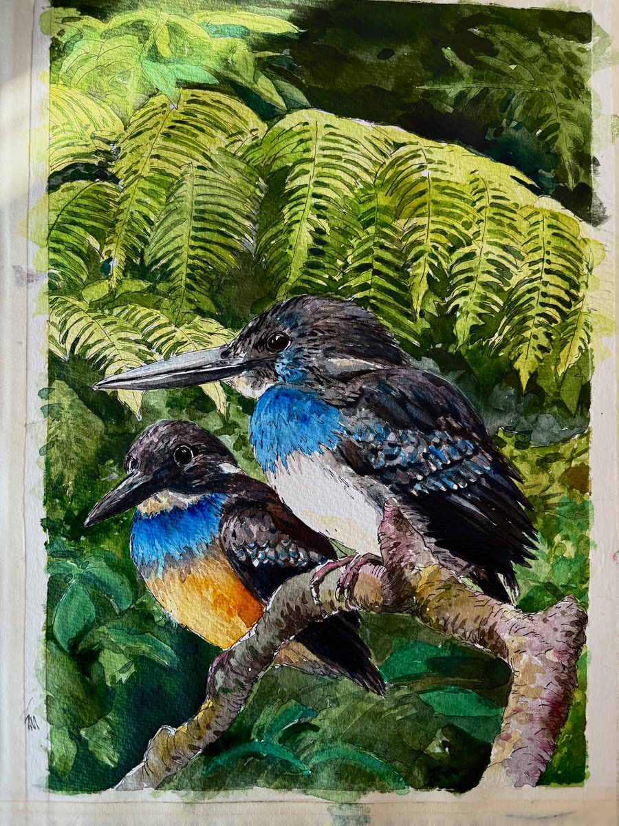 Sevgili <a href="/birddetectiveTR/">Emin Yoğurtcuoğlu</a> ‘nun fotoğrafını suluboya ile çalıştım🩵🩵🩵🩵