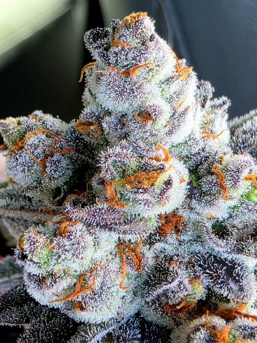 Happy Sunday from my girl Pie Hoe! Isn't she lovely? #cannabisculture #CannabisCommunity #StonerFam #Mmemberville