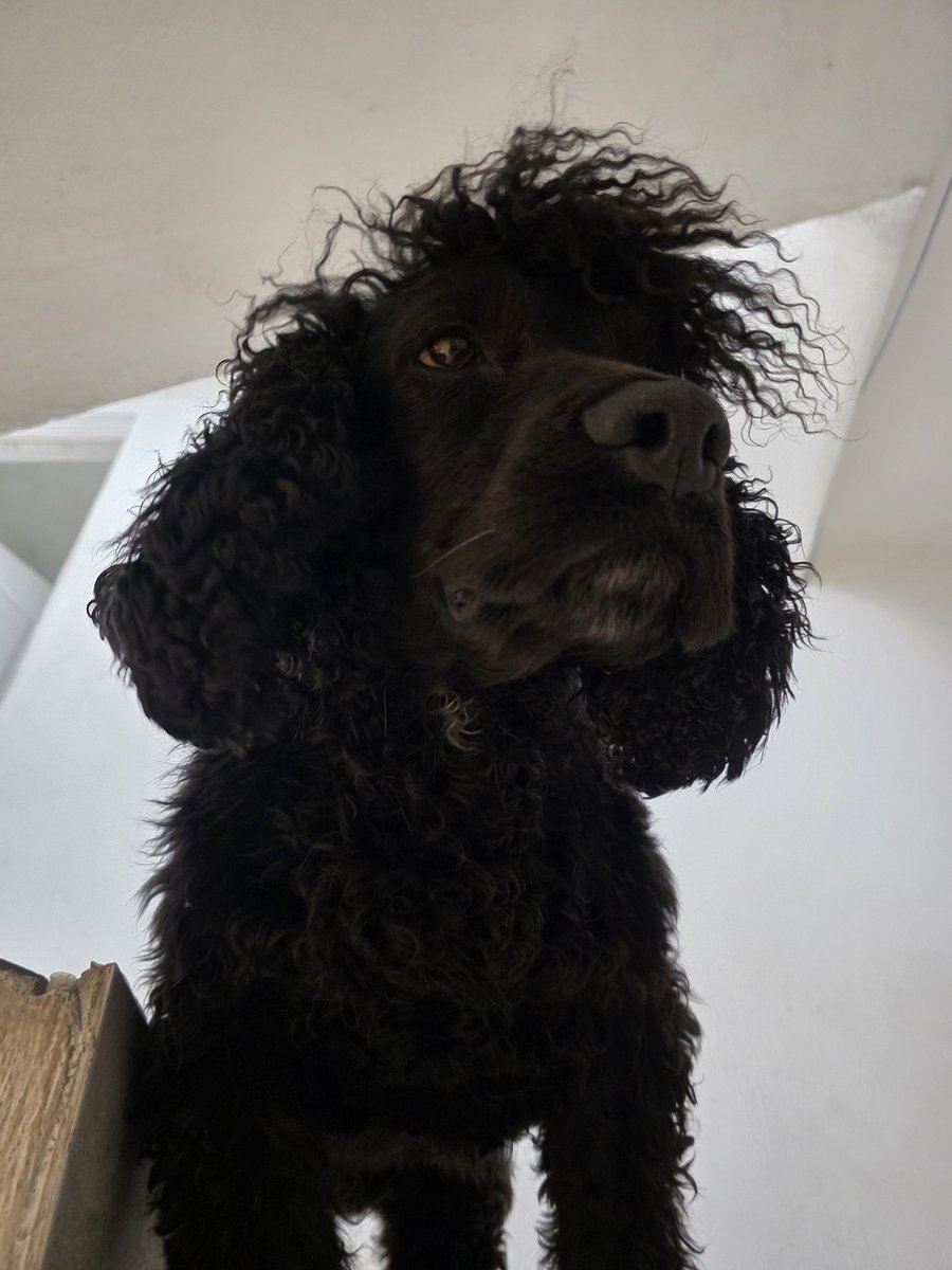 Monchito Cocker (@cockermonchito) on Twitter photo 