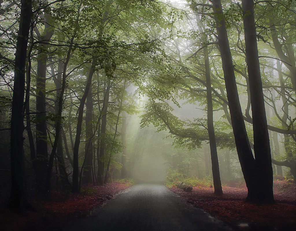 MemoryStudioUK's tweet image. Mist the turn
#Photography
#FineArtPhotography
#MoodyNature
#ForestPhotography
#MistyMorning
