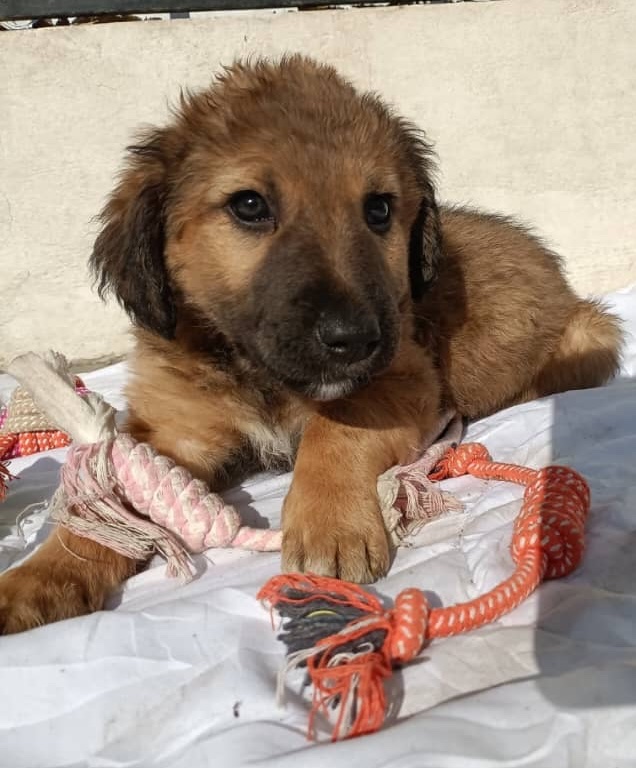 KSARshelter's tweet image. 💔 💔 We lost Brian and Jane, two of Phoebe's puppies, to parvovirus on Friday evening. We've been 💔 here, but I've waited to deliver the news until we knew that the other puppies in her litter, including their new adopted brother Ragu, were all improving. They all fell ill on…