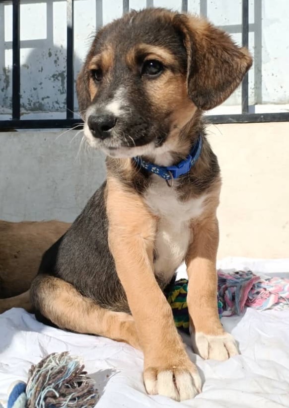 KSARshelter's tweet image. 💔 💔 We lost Brian and Jane, two of Phoebe's puppies, to parvovirus on Friday evening. We've been 💔 here, but I've waited to deliver the news until we knew that the other puppies in her litter, including their new adopted brother Ragu, were all improving. They all fell ill on…