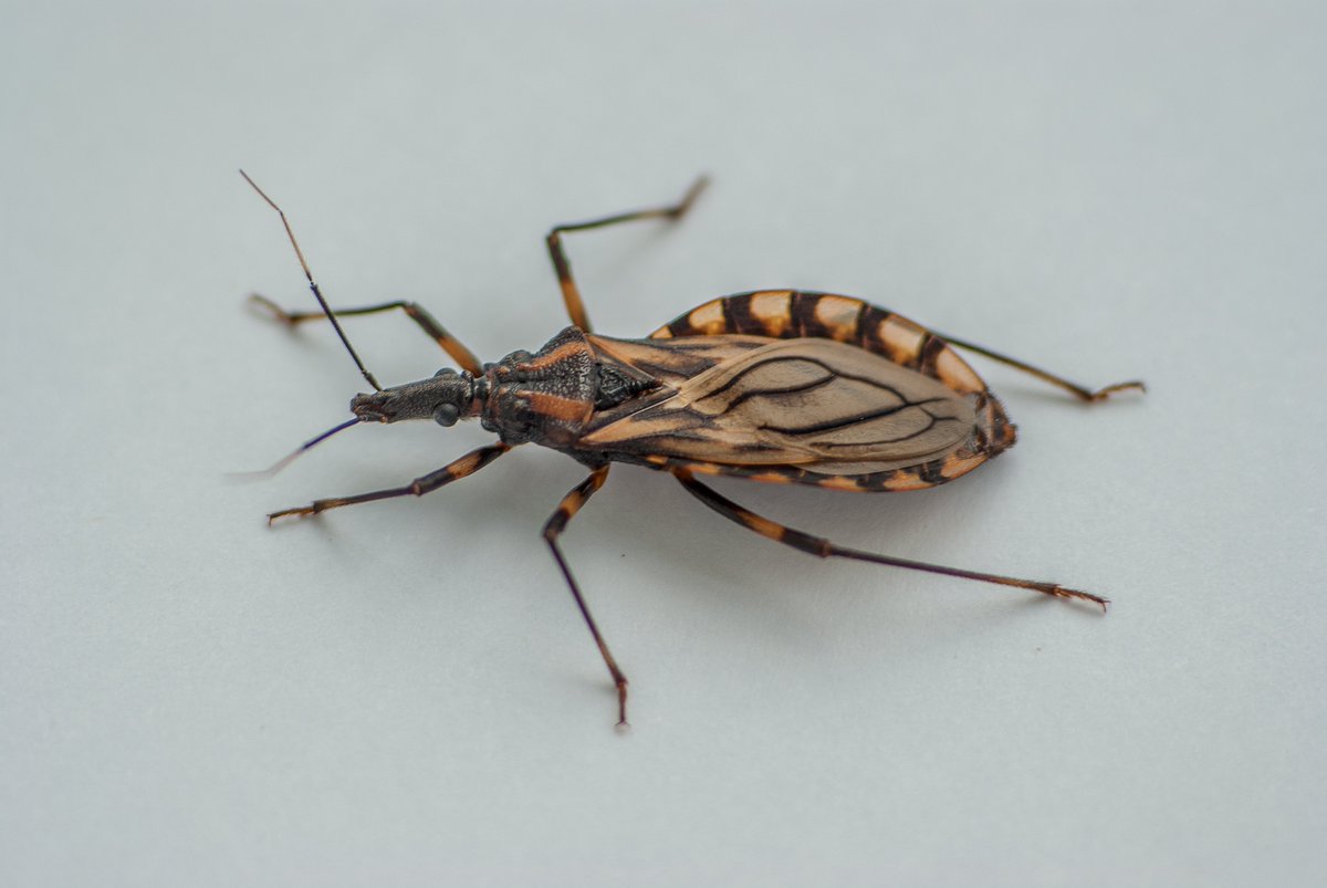 equus.am tweet media