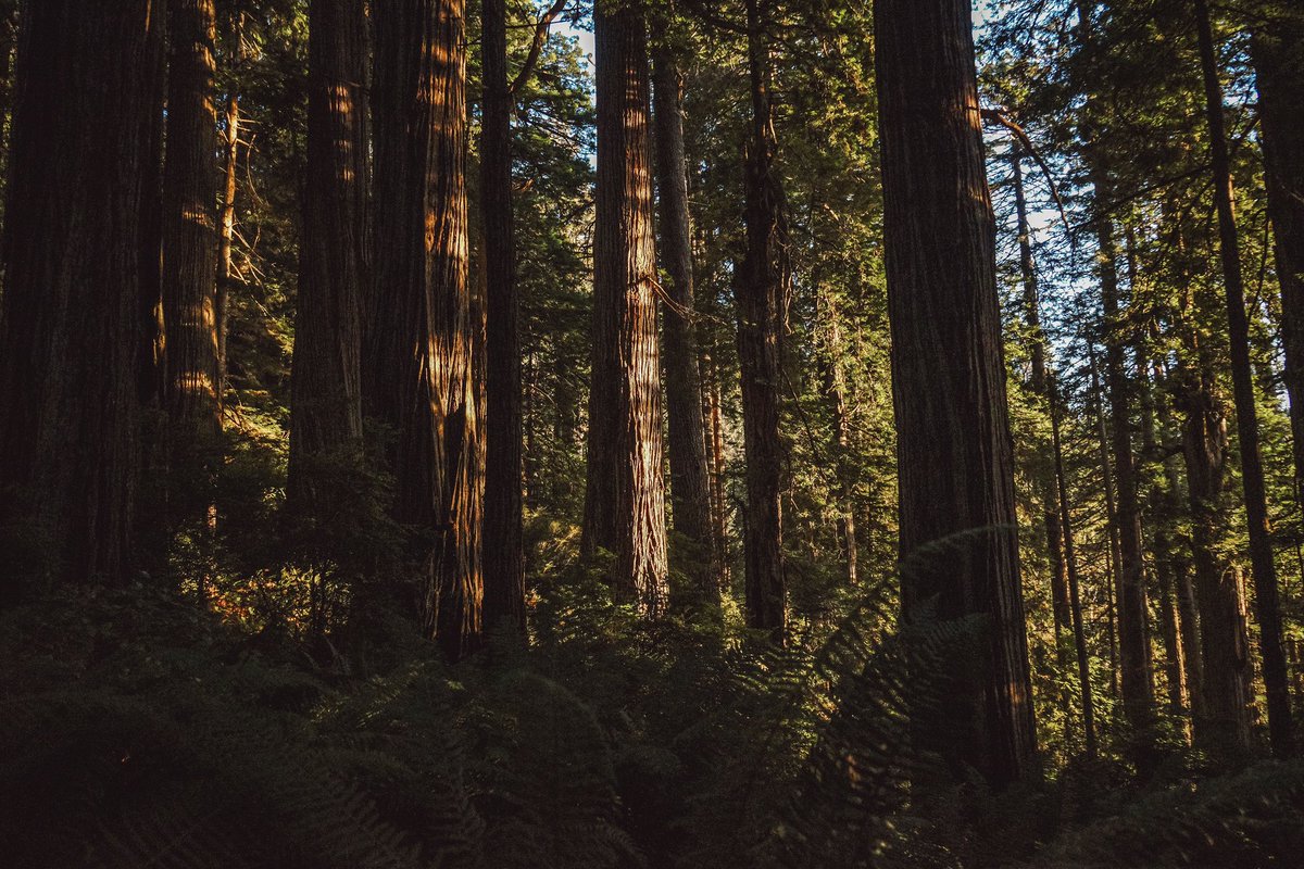 A little bit of forest, a llittle bit of Redwood Trees and a little bit of nude.. 

Ft. <a href="/mmaddyjean/">mads</a>

Sony A711
24-70mm lens
Lightroom CC
Near Crescent City, CA

#redwoods #redwoodtrees #california #northerncalifornia #photography.
#nudephotography. #nude #nudeinforest #hotgirls