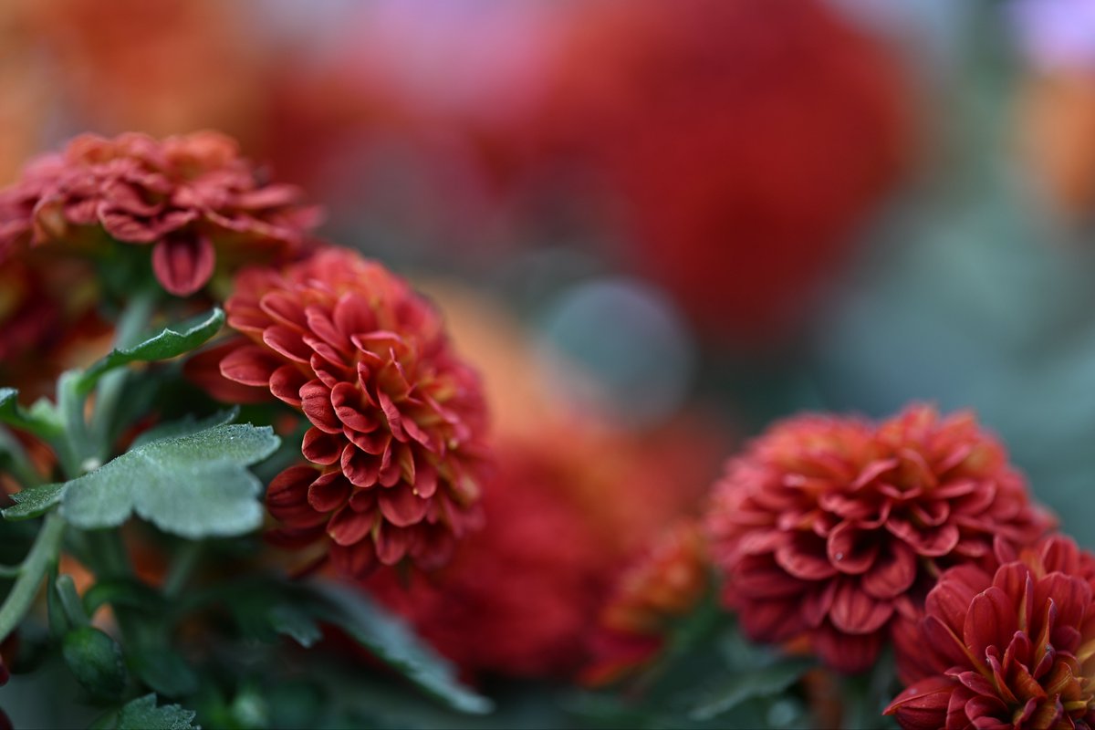 📸kazumi (@zf1118kazumi) on Twitter photo 