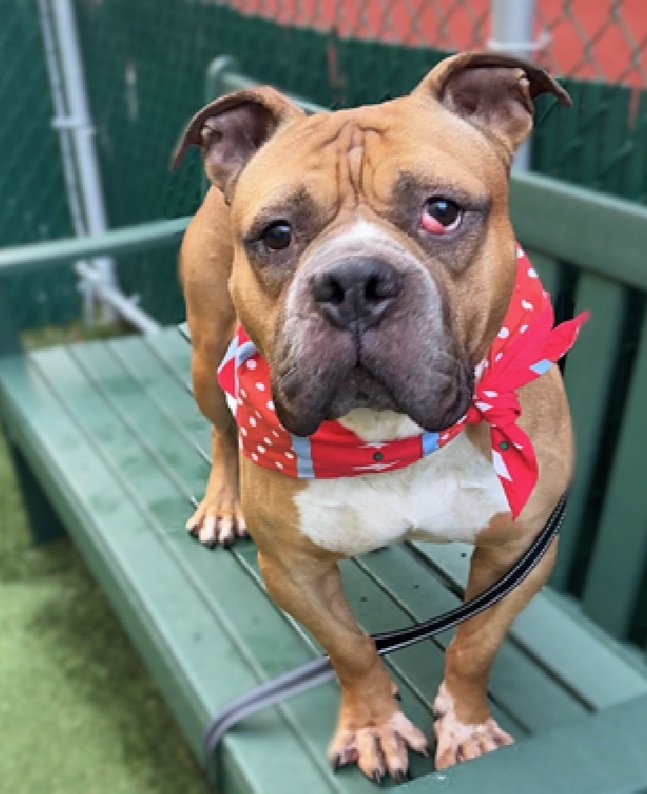 Tyrone 241631 Listed TBK 12/23 #NYCACC #AdoptMe He is a cute 6 yr