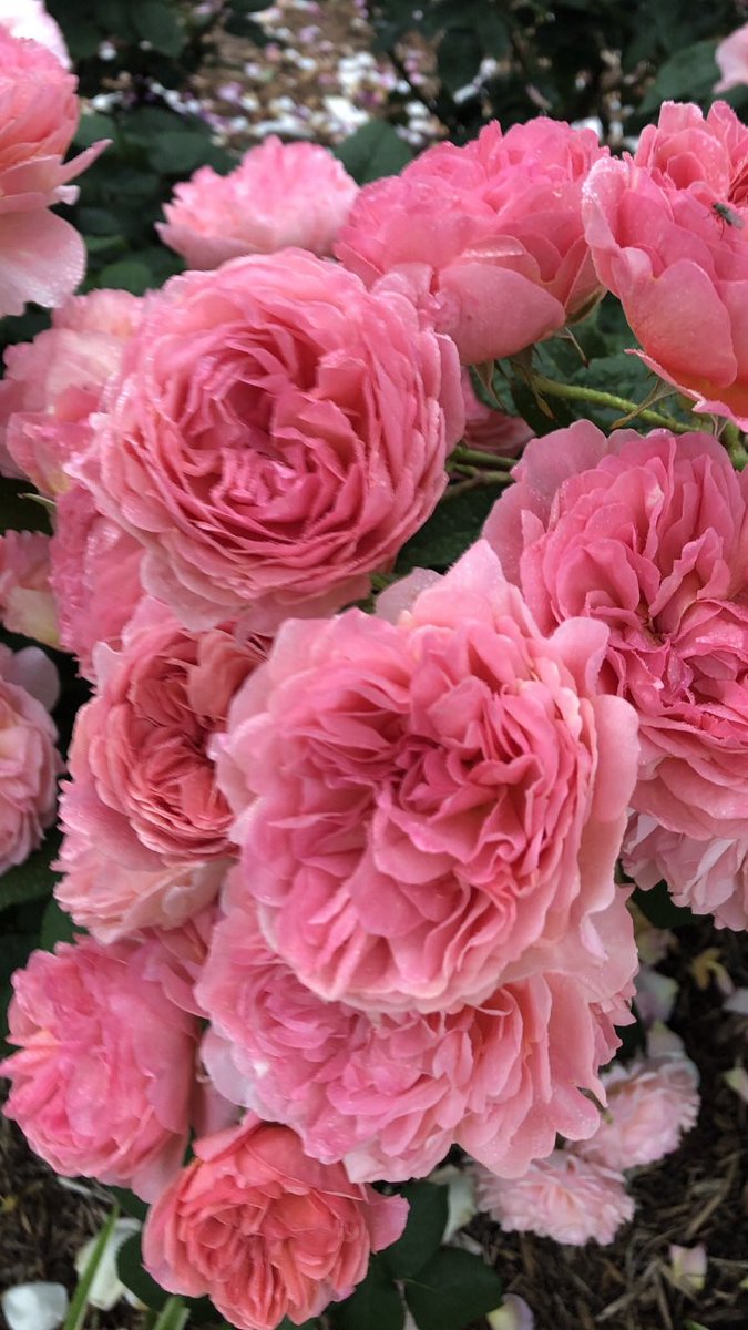 みかりん (@0124_mikarin) / Posts / X