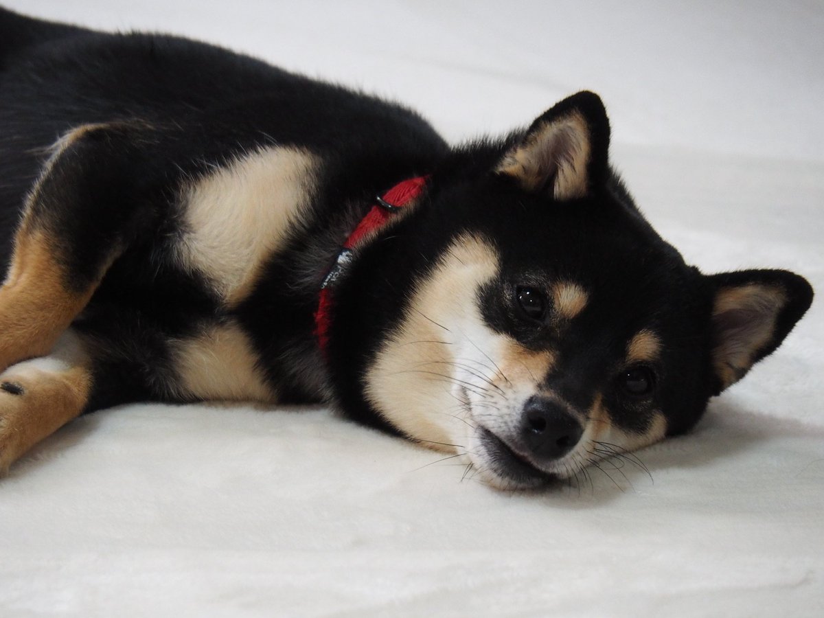 朝が弱めわんこ