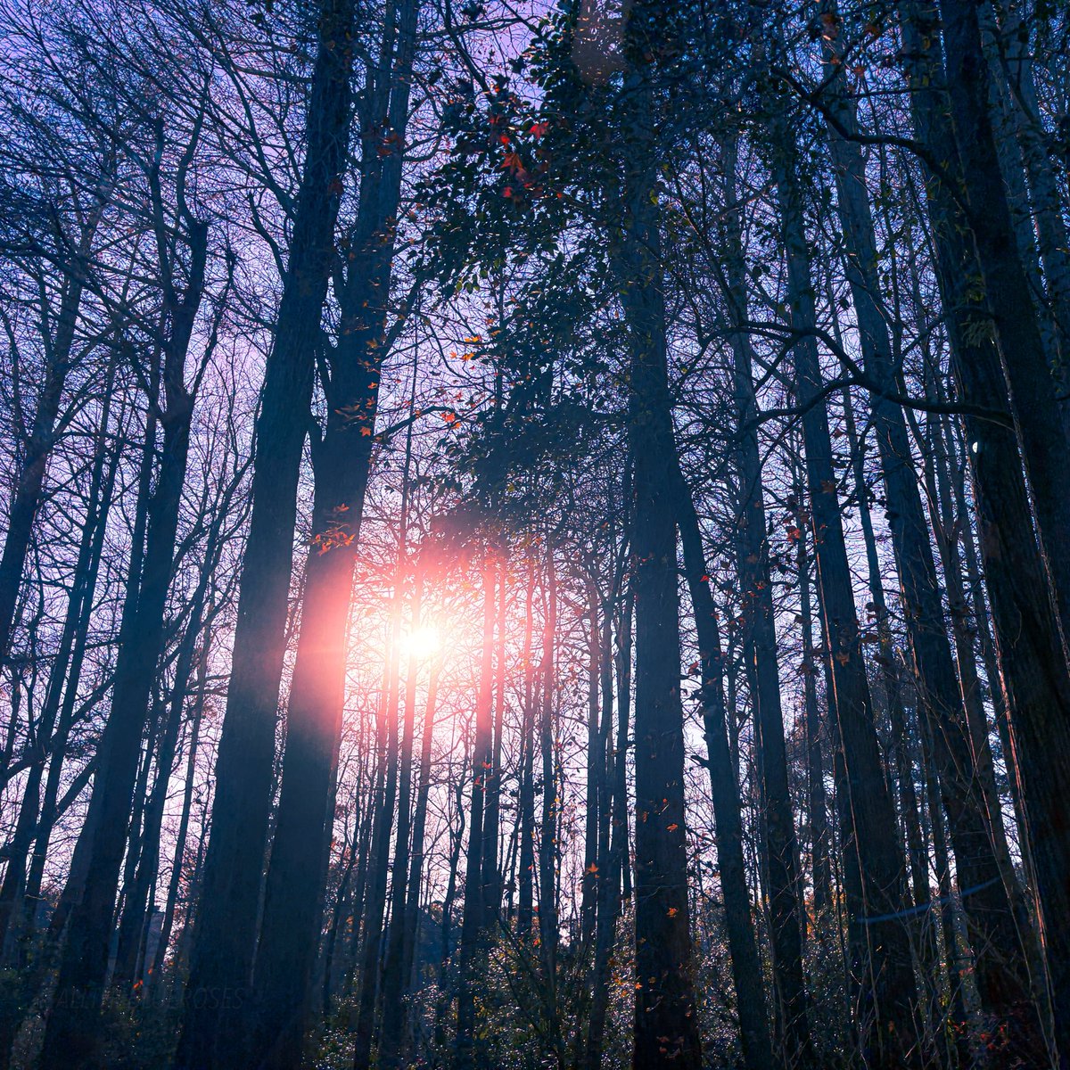 alltheblueroses's tweet image. reawakening