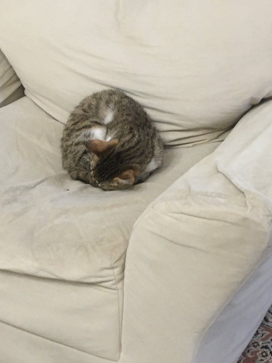 AAscoco's tweet image. هرچی سریعتر باید فلفل رو هم واگذار کنم وای دارم دیوونه میشم