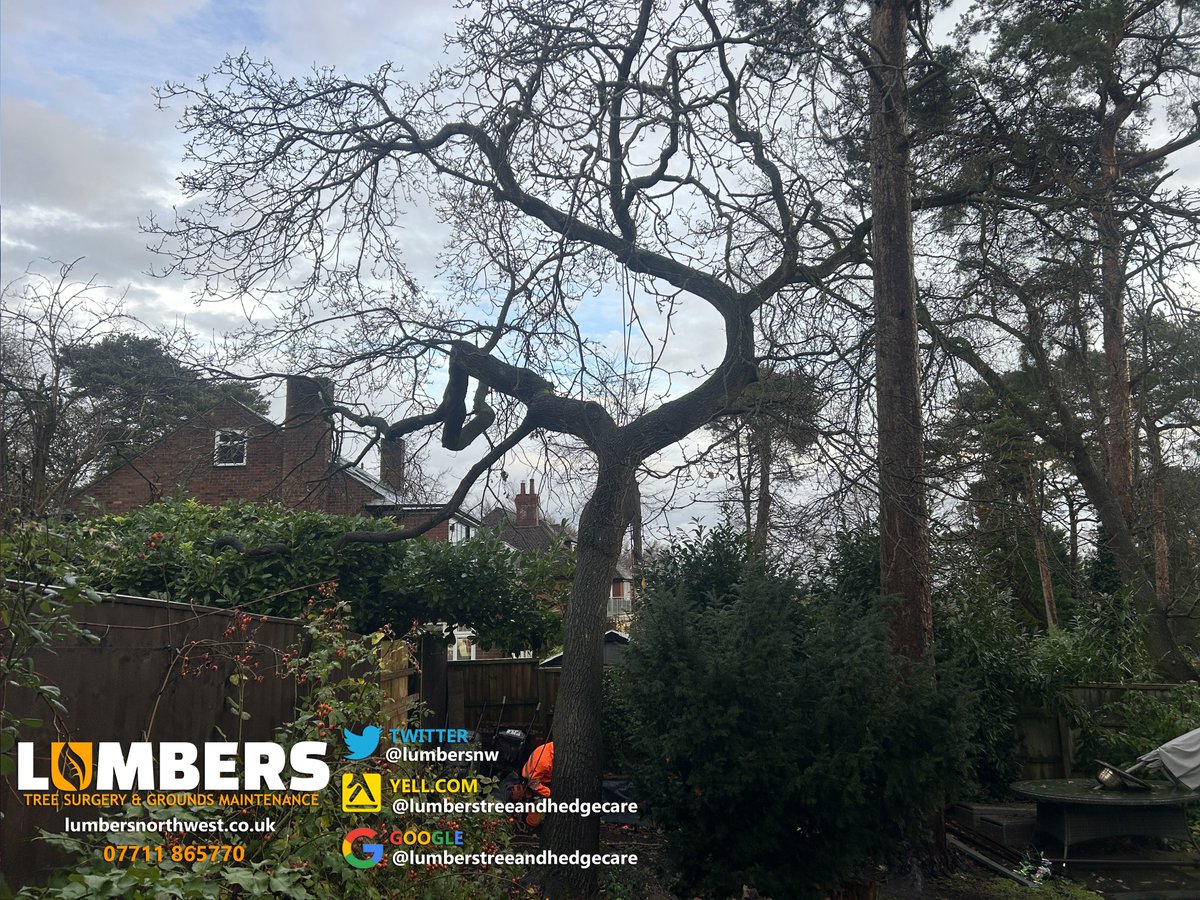 LumbersNW's tweet photo. 🌳 Oak Tree Dismantle – Prenton, Wirral 🌳

The safe dismantling of a large, challenging oak tree in Prenton, alongside several smaller tree removals. With careful planning and expert execution, the job was completed safely and efficiently.
#Liverpool #Chester  #Wirral https://t.co/ngxrsqVTE9