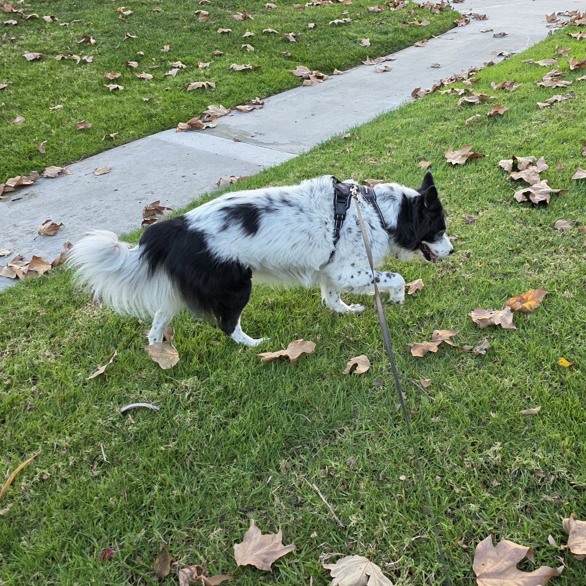 LanceBlizzGamer's tweet photo. We are off to sniff leaves. #DailyKaylee #SundayPlan https://t.co/M86Qb5BwuT