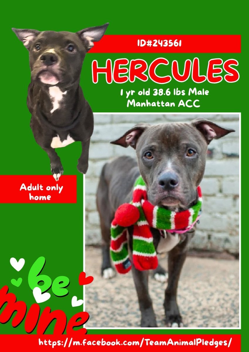tomsland_'s tweet image. Very handsome Hercules (Manhattan ACC) is only 1 yr old.
He doesn't belong anywhere near a scary kill shelter &amp;amp; he knows it.
With patience, polish &amp;amp; daily physical activity he will be perfect for a loving home with only adult humans.
nycacc.app/#/browse/243561
#Adopt #Foster #Pledge