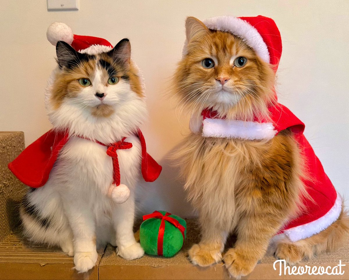 The Oreo Cat tweet media