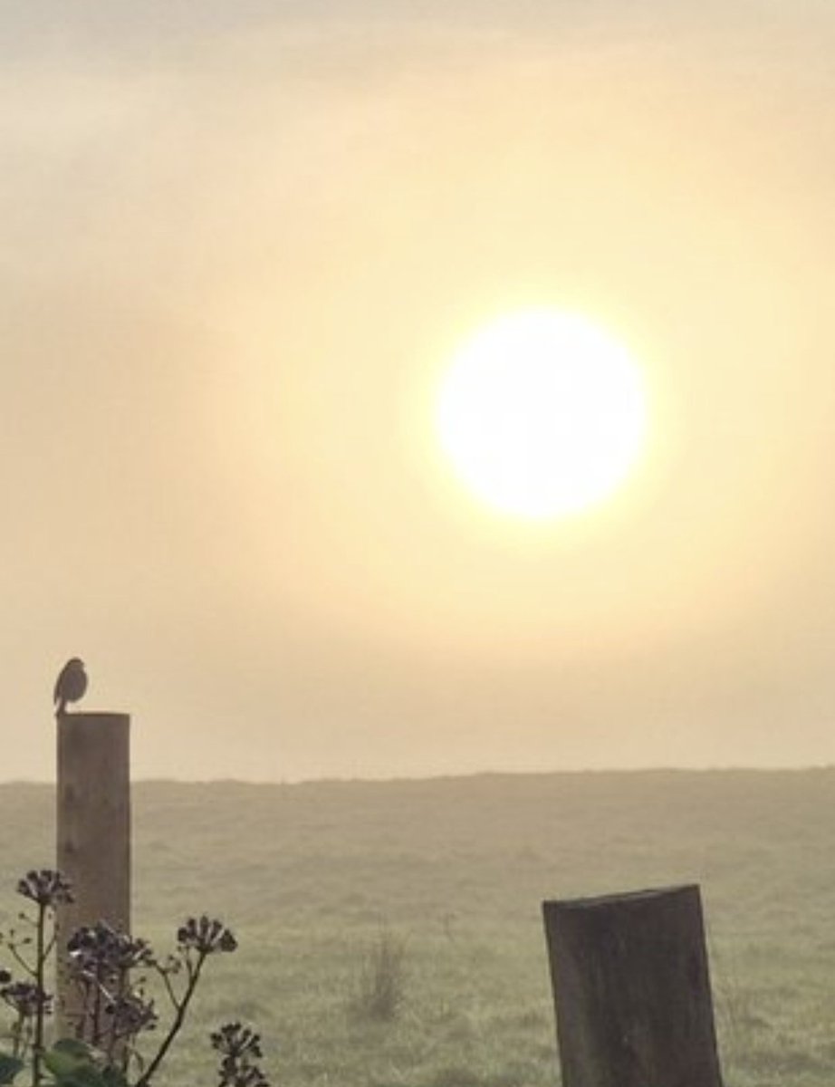 david cawley tweet media