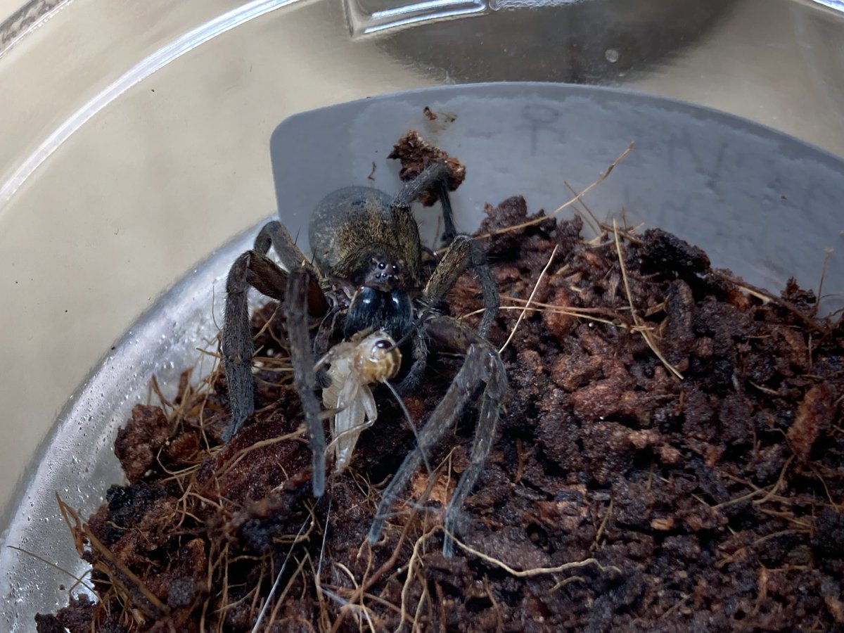 さっちゃん🐛🦂🕷 (@BugsLife3939) / Posts / X