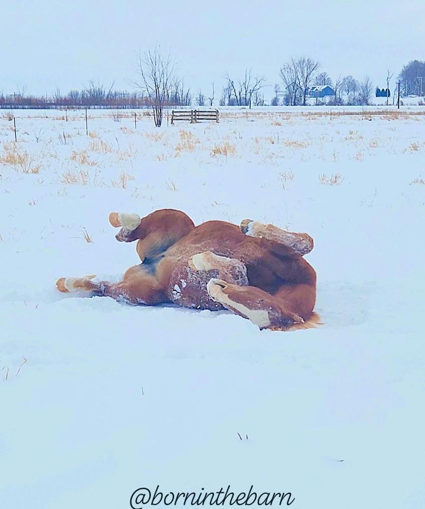 CrazyVibes_1's tweet image. Sadly, at some point yesterday... our daughter's old mare cut he rear fetlock pretty bad on some ice somewhere in the pasture. I actually think the snow/cold did her a huge favor and kept it cold and any swelling down.
She is an absolutely saint to doctor on so that's a God…