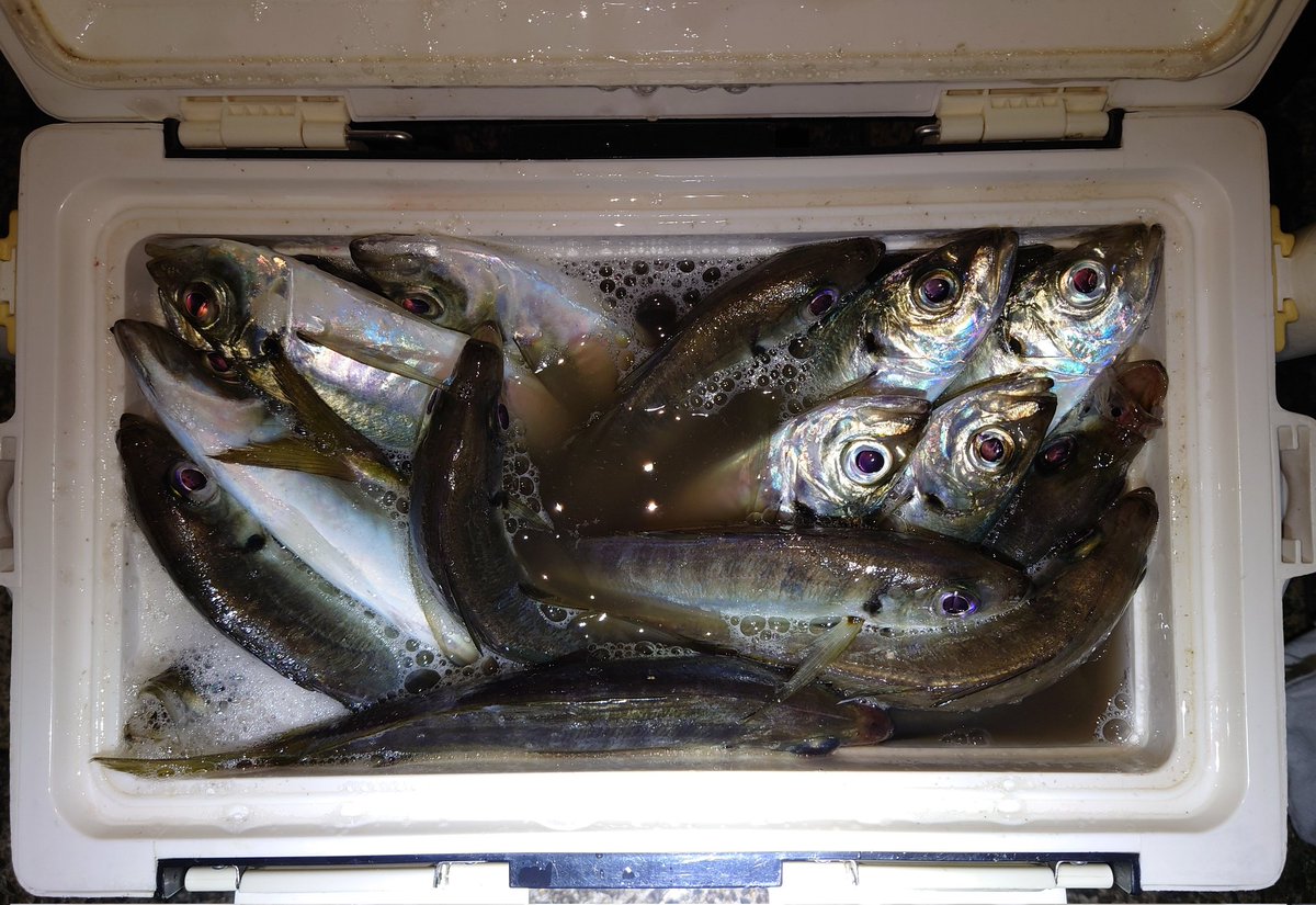 強風でしたが重いJHでねちねち🎣