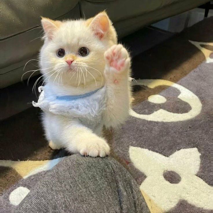 Post by Cats all the way on X: Hi ☺️