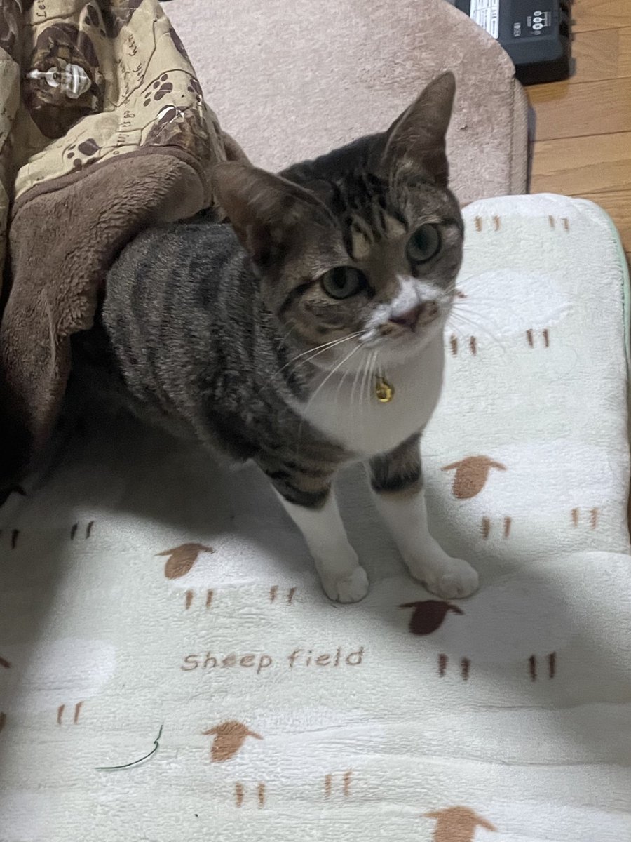 ﾇ…………………