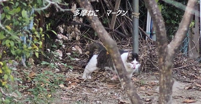 昨日の多摩ねこ、マークン(♂)。付近を通りがかる人の中にときどきマークンに向けて投石する輩がいるようだ。今に始まったわけではなくもう３～４年前から。しかし、未だに明らかな目撃証言がなく慢性的な憤りを感じる。立場の弱い動物や人を虐めるのはサイテー !!