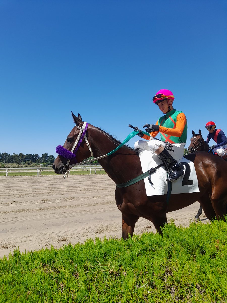 turfmanARG's tweet image. Mi yegua el viernes antes de correr en la 1°.
Muy buena carrera.
Corrió contra las de 5 años y termino a 3 cuerpos de la que ganó. Con un calor insoportable.
Un crack Kevin mendez