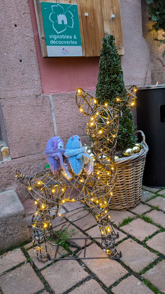 montama_kun's tweet photo. クリスマスマーケットを見にいた✨🎄
#メリーぬいすます #モンぬい #monsinalsace https://t.co/KpWOK5j0zu