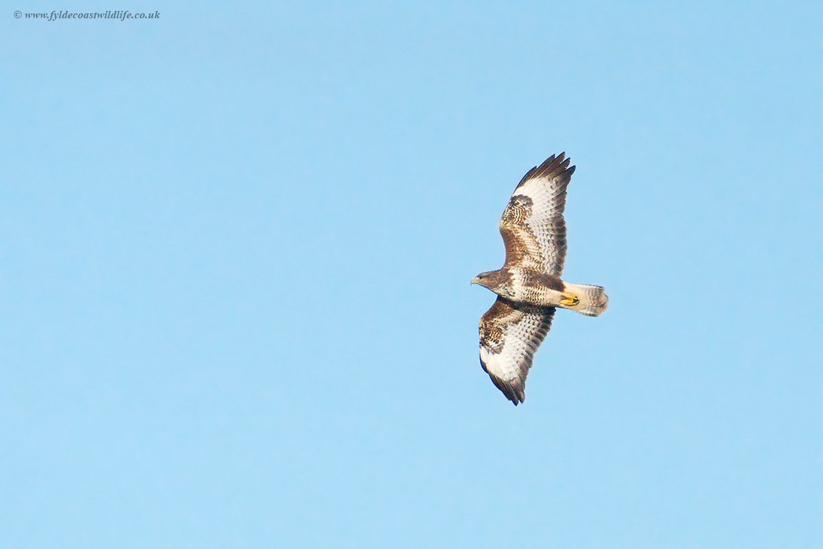 FyldeWildlife's tweet photo. Buzzard [Buteo buteo] - photographed at @WWTMartinMere on Friday, there were two calling to each other, not sure if my pics are all the same bird as I couldn't differentiate when going through my photos. https://t.co/taKTuF3cmW