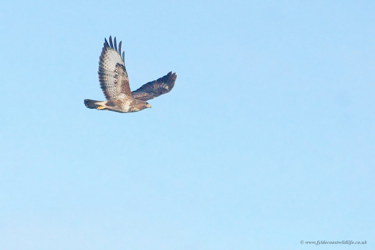 Buzzard [Buteo buteo] - photographed at <a href="/WWTMartinMere/">WWT Martin Mere</a> on Friday, there were two calling to each other, not sure if my pics are all the same bird as I couldn't differentiate when going through my photos.