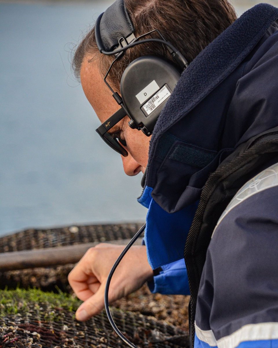 Gendarmerie's tweet image. #ÀVosCôtés 🤝 La @Gendarmerie_033, la Brigade Nautique et la @GardeRepFR
unissent leurs forces dans le cadre du plan Huître. 🦪
Leur objectif ? ⤵️
Être au plus près des ostréiculteurs et veiller à la sécurité des exploitations, de jour comme de nuit. 🫡