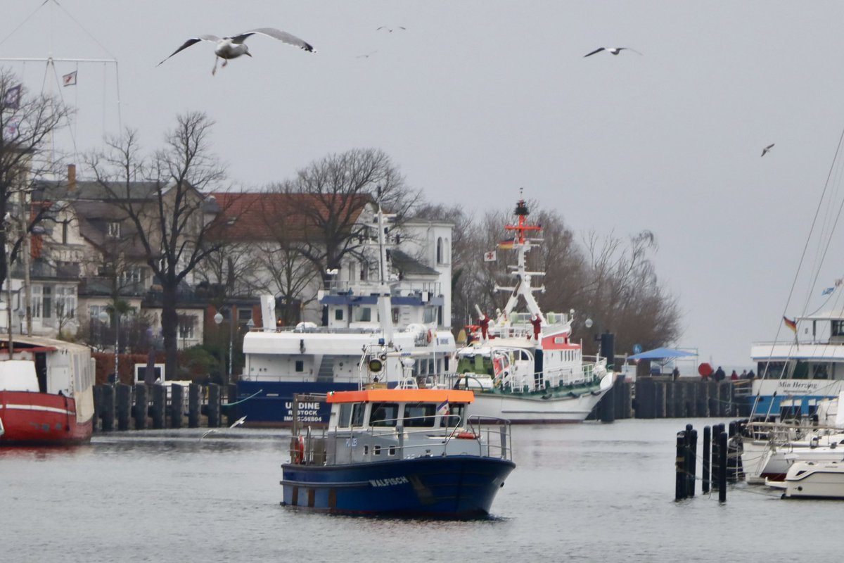 Das untrügliche Zeichen für einen WALFISCH in der Nähe sind die Möwen, die über ihn kreisen 😉 #Polizeiboot 📸 #Warnemünde